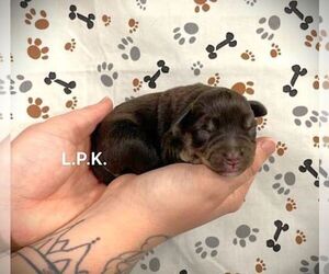 Schnauzer (Miniature) Puppy for sale in WINNSBORO, LA, USA
