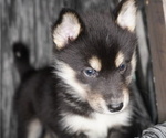 Small Photo #3 Siberian Husky Puppy For Sale in FORT PLAIN, NY, USA