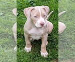 Small #11 American Bully