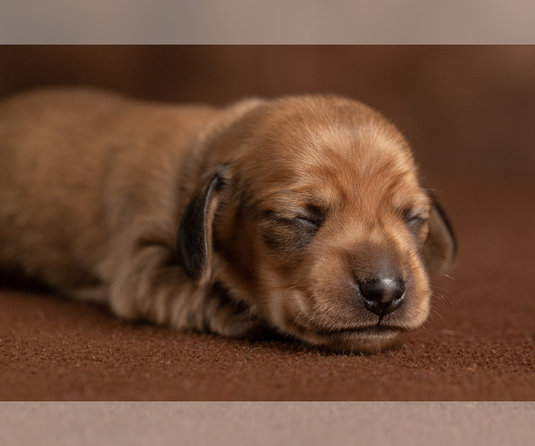 Medium Photo #14 Dachshund Puppy For Sale in CROWLEY, TX, USA