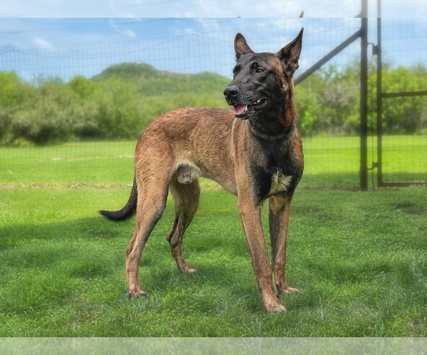 Medium Photo #4 Mutt Puppy For Sale in PIPE CREEK, TX, USA