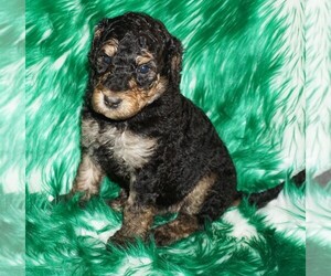 Labradoodle Puppy for sale in LA HABRA, CA, USA