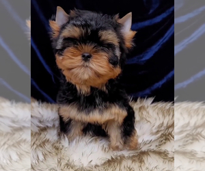Yorkshire Terrier Puppy for sale in ROANOKE, VA, USA