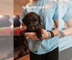 Boykin Spaniel Puppy for sale in EFFINGHAM, SC, USA