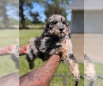 Small Photo #7 Bernedoodle-Golden Mountain Dog Mix Puppy For Sale in DAVIS, CA, USA