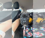 Small #1 Boxer Mix