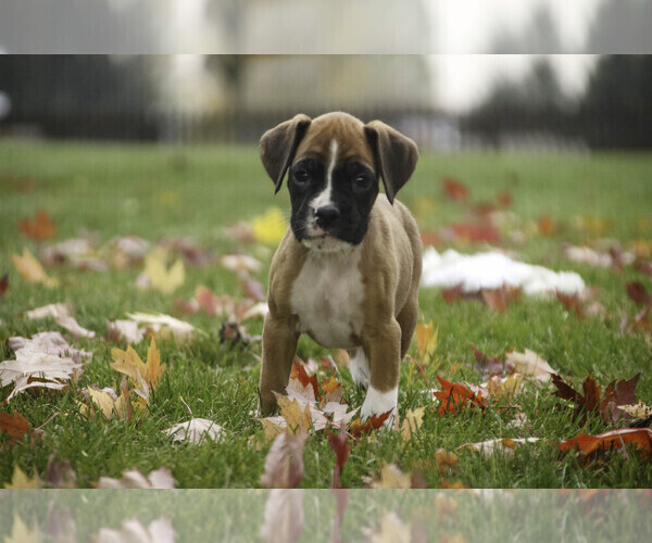 Medium Photo #2 Boxer Puppy For Sale in SHIPSHEWANA, IN, USA