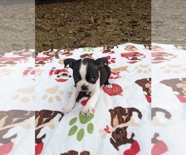 Medium Photo #8 Boston Terrier Puppy For Sale in MACON, GA, USA
