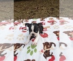 Small Photo #8 Boston Terrier Puppy For Sale in MACON, GA, USA