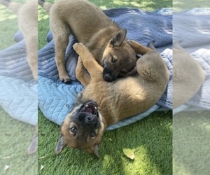 Belgian Malinois Puppy for Sale in RIVERSIDE, California USA