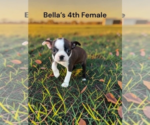 Boston Terrier Puppy for sale in EWING, KY, USA