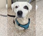 Small #1 Boxer-Pointer Mix