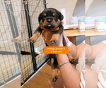 Small Photo #1 Rottweiler Puppy For Sale in MC CALL CREEK, MS, USA