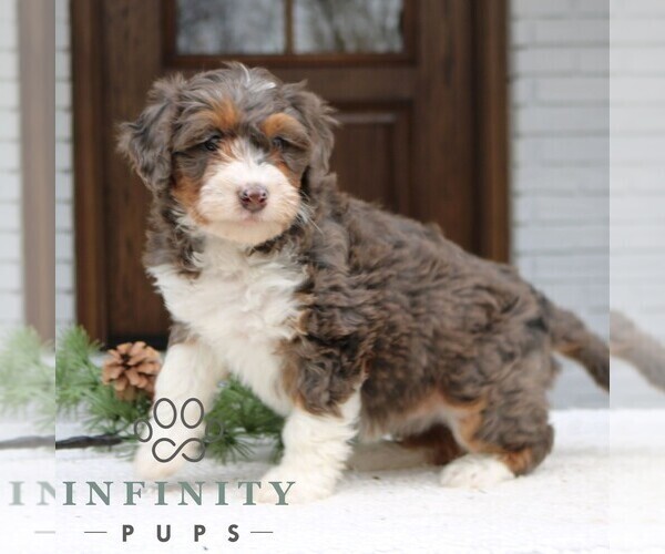 Medium Photo #2 Bernedoodle (Miniature) Puppy For Sale in NARVON, PA, USA