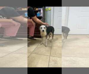 Star - Female Mutt Dog for Adoption - Photo #3