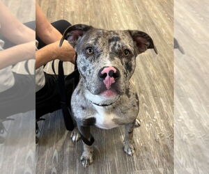 Catahoula Leopard Dog Dogs for adoption in Minneapolis, MN, USA