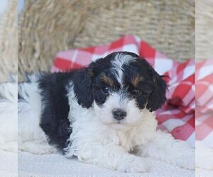 Poodle (Miniature) Puppy for sale in PEACH BOTTOM, PA, USA