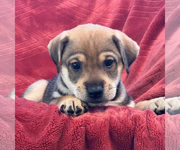 Medium Photo #1 Raggle Puppy For Sale in San Diego, CA, USA