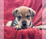 Phoenix Pup - Pinal - Female Raggle Dog for Adoption - Small photo