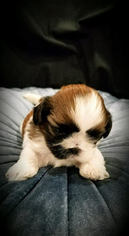 Shih Tzu Puppy for sale in POMPANO BEACH, FL, USA