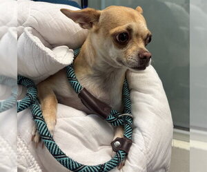 Chihuahua Dogs for adoption in Pueblo, CO, USA