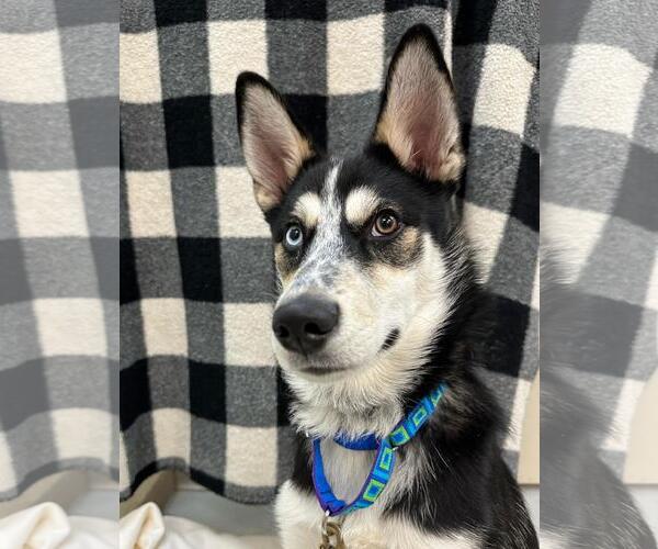 Medium Photo #3 Siberian Husky-Unknown Mix Puppy For Sale in Plover, WI, USA