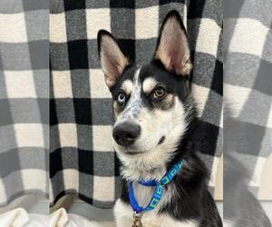 Presley - Male Siberian Husky-Unknown Mix Dog for Adoption - Photo #3