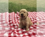 Small Photo #3 Golden Retriever Puppy For Sale in BOWLING GREEN, KY, USA