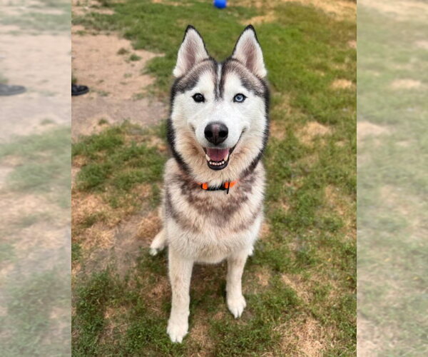 Medium Photo #3 Siberian Husky-Unknown Mix Puppy For Sale in Muskegon, MI, USA