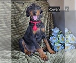 Small #3 Doberman Pinscher