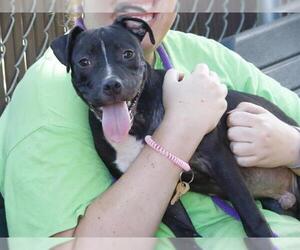 American Staffordshire Terrier-Unknown Mix Dogs for adoption in Tallahassee, FL, USA