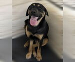 Small #4 Mutt