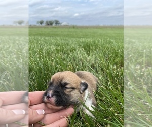 Pembroke Welsh Corgi Puppy for sale in ARTHUR, IL, USA