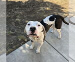 Small #1 Bullypit