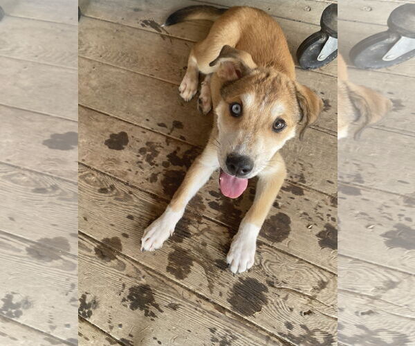 Medium Photo #5 Australian Shepherd-Spaniel Mix Puppy For Sale in Hillsboro, MO, USA