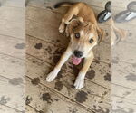 Small #4 Australian Shepherd-Spaniel Mix