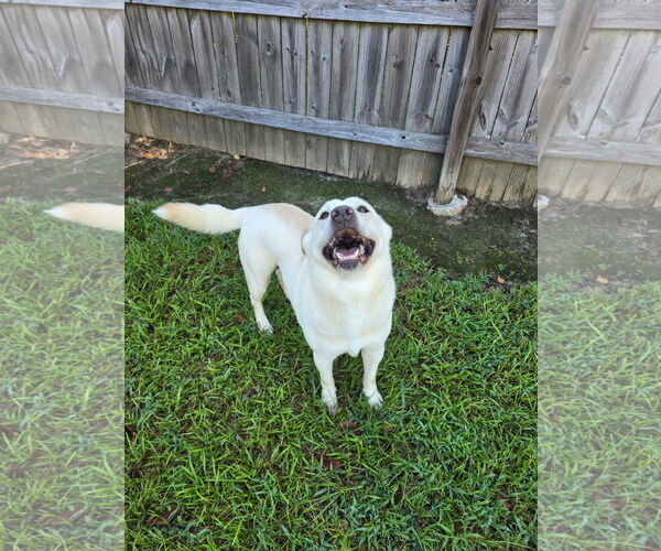 Medium Photo #18 Unknown-white german shepherd Mix Puppy For Sale in Rockaway, NJ, USA