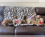 Small Photo #10 Goldendoodle Puppy For Sale in STONEVILLE, NC, USA