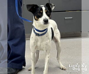 Medium Jack Russell Terrier-Labrador Retriever Mix