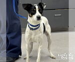 Small Jack Russell Terrier-Labrador Retriever Mix