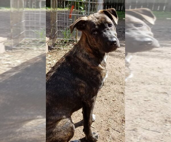 Medium Photo #15 Rottweiler-Unknown Mix Puppy For Sale in Spring, TX, USA
