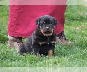 Rottweiler Puppy for sale in FREDERICKSBURG, OH, USA