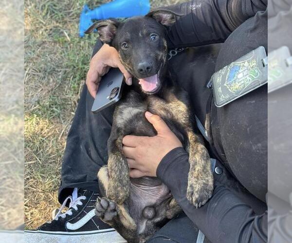 Medium Photo #1 Doberman Pinscher-Unknown Mix Puppy For Sale in Modesto, CA, USA