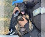 Small Doberman Pinscher Mix