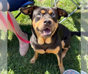 Onyx - Female Labrador Retriever-Unknown Mix Dog for Adoption - Photo #6