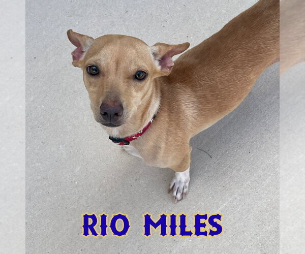 Medium Photo #15 Dachshund-Unknown Mix Puppy For Sale in San Antonio, TX, USA