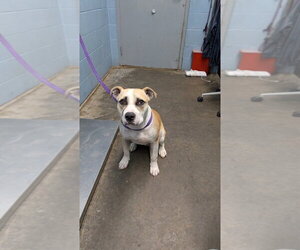 Edwin - Male Mutt Dog for Adoption - Photo #2