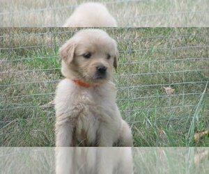 Labrador Retriever Puppy for sale in BIRMINGHAM, AL, USA