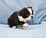 Small Photo #6 Boston Terrier Puppy For Sale in HOMINY, OK, USA