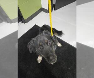 Border Collie-Unknown Mix Dogs for adoption in Temple, TX, USA